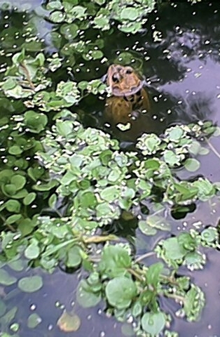 Pond with Frog (17 August)